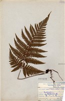 藏品(愛德氏肋毛蕨)的圖片